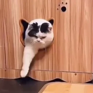 Video sticker 🍞 °•Cute cats•° 🥰 @cute_cat_stickers @StellarLadyy — @stckrRobot