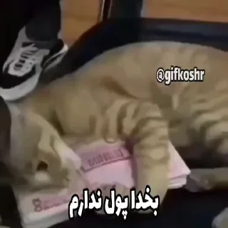 Video sticker 💲 @mdi_qa