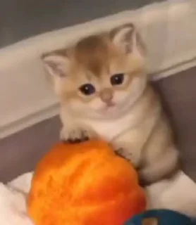 Video sticker 🥺 مرمر