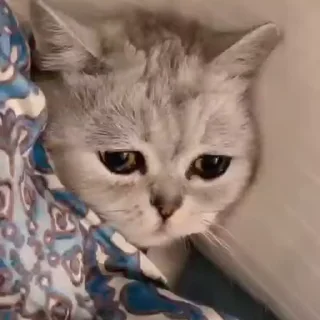 Video sticker 😔 مرمر