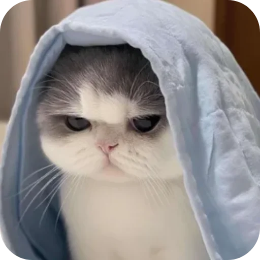 Telegram sticker 🤔 🇼꯭𝐡𝛊꯭֟𝛅꯭𝛋꯭𝐲'ѕ ꯭ PACKK