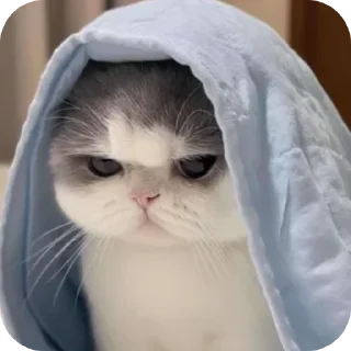 Video sticker 🤔 🇼꯭𝐡𝛊꯭֟𝛅꯭𝛋꯭𝐲'ѕ ꯭ PACKK