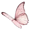 Sticker 🦋 зариники @yqbvvm @TgEmojis_bot