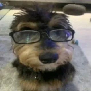 Telegram sticker 🥺 Sla mofiskkj -> @Astupido1