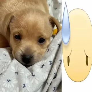 Video sticker 😂 животинки