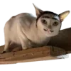 Video sticker 🥸 @just_a_humble_cat...