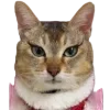 Video sticker 😍 @just_a_humble_cat...