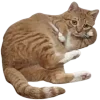 Sticker 😏 @just_a_humble_cat Lots Of Kitties