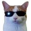 Sticker 😎 @just_a_humble_cat Lots Of Kitties