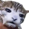 Sticker 😶‍🌫️ @just_a_humble_cat Lots Of Kitties