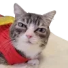 Video sticker 🙂 @just_a_humble_cat...