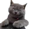 Video sticker ☺ @just_a_humble_cat...