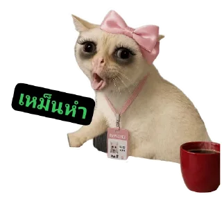 Sticker 🐱 ไหง๋เป๋งงี๊ 🫟 ﹏𓊝﹏𓂁﹏⊹
