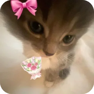 Telegram sticker 🐱 It's Ꮒᥱℛ᥆Ꭵꪀ: @heroin_ilvy