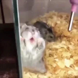 Video sticker 🐹 𝗭𝗜𝗡_ईशा