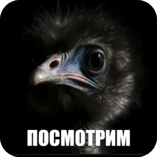 Telegram sticker 🐦 Birds