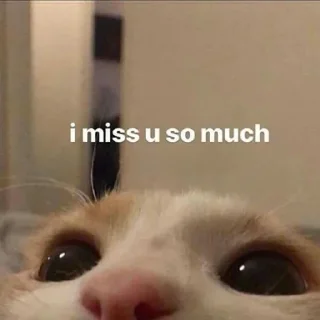 Video sticker 🥺 Анонимный чат: @anonimnyi_chatbot 💓