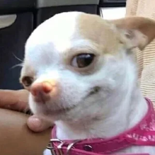 Video sticker 😏 Анонимный чат: @anonimnyi_chatbot 💓