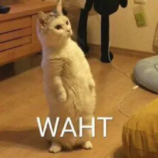 Telegram sticker ❓ Анонимный чат: @anonimnyi_chatbot 💓