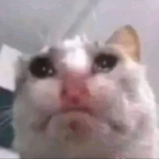 Telegram sticker 🥹 Not funny, I cried