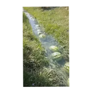 Telegram sticker 🌊 Арбуз арбуз привет