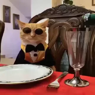 Video sticker 😼 ملصقات حموصيزين ❤️‍🔥👽🤙🏼