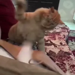 Video sticker 😾 ملصقات حموصيزين ❤️‍🔥👽🤙🏼