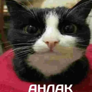 Telegram sticker ❤️ MrPenish @nl_dahood