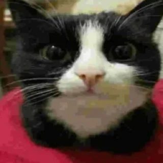 Sticker ❤️ MrPenish @nl_dahood