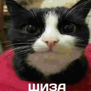 Video sticker ❤️ MrPenish @nl_dahood