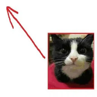 Video sticker ❤️ MrPenish @nl_dahood