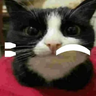 Telegram sticker ❤️ MrPenish @nl_dahood