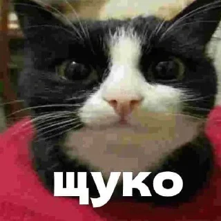 Telegram sticker ❤️ MrPenish @nl_dahood