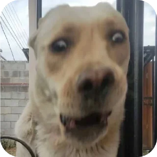 Video sticker 🐱 Смерть в нищите