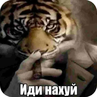 Telegram sticker 🖼 Смерть в нищите