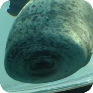 Video sticker 🌟 ТЮЛЕНИ by @TVjunior :: @fStikBot