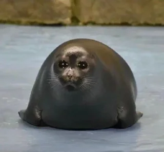 Telegram sticker 🙁 ТЮЛЕНИ by @TVjunior :: @fStikBot