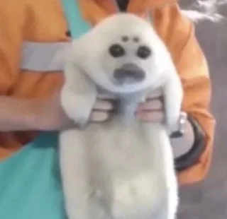 Telegram sticker 🥹 ТЮЛЕНИ by @TVjunior :: @fStikBot