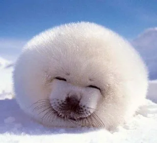 Telegram sticker 🥰 ТЮЛЕНИ by @TVjunior :: @fStikBot