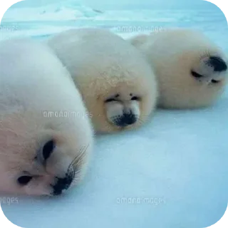 Sticker 🥰 ТЮЛЕНИ by @TVjunior :: @fStikBot