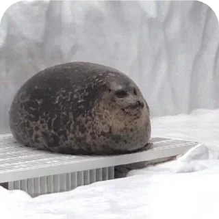 Video sticker 🌟 ТЮЛЕНИ by @TVjunior :: @fStikBot