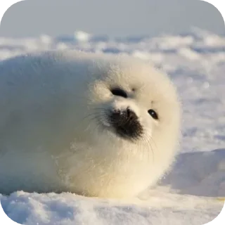 Telegram sticker 🌟 ТЮЛЕНИ by @TVjunior :: @fStikBot