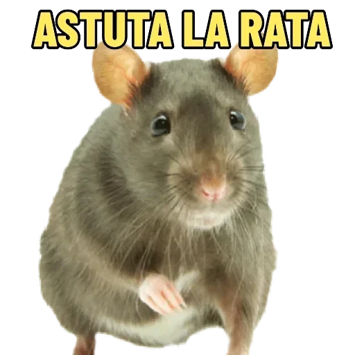 Telegram sticker 🐭 Team wolf AS