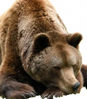 Telegram sticker 😒 BearMeme