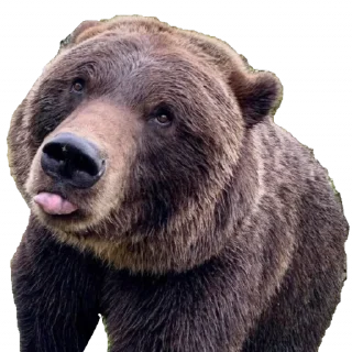 Video sticker 😋 BearMeme