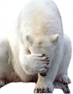 Telegram sticker 🤦 BearMeme