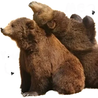 Telegram sticker 🤗 BearMeme