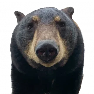Telegram sticker 👀 BearMeme