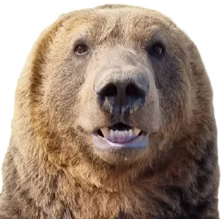 Video sticker 🫥 BearMeme