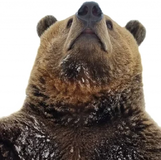 Video sticker 😐 BearMeme